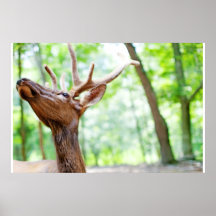 Fotografia dos alces do amigo posteres