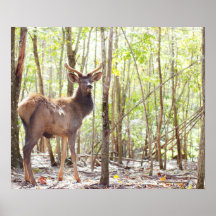 Fotografia nova dos alces impressão