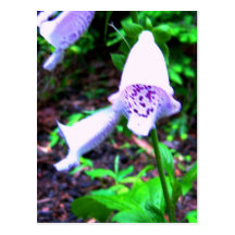 foxglove cartões postais