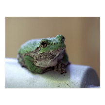 frogtree cartoes postais