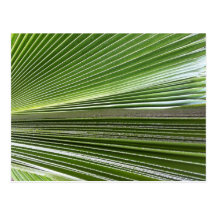 Fronda Hawai'i da palma Cartao Postal