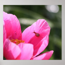 Fulgor cor-de-rosa poster