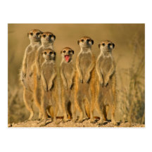 Funny_animal Cartao Postal