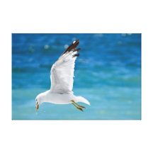 Gaivota com peixes impressão em canvas