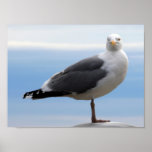 Gaivota de mar posters