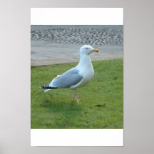 gaivota poster