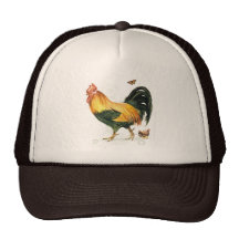 Galo orgulhoso com galinha e galinhas bone