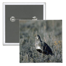 Galo silvestre prudente, galinha pins