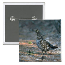 Galo silvestre Spruce, galinha Boton