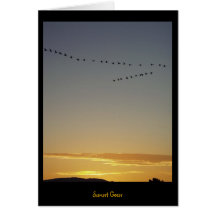 Gansos do por do sol cartoes