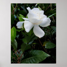 Gardenia havaiano pôsteres