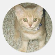 Gatinho alaranjado adesivos