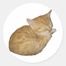 Gatinho bonito adesivos