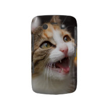 Gatinho bonito capa blackberry