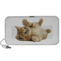 Gatinho Caixinha De Som De Viagem