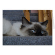 Gatinho de Ragdoll Cartao