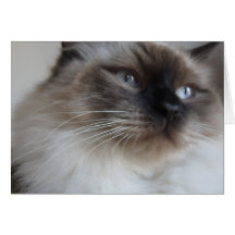 Gatinho de Ragdoll Cartão