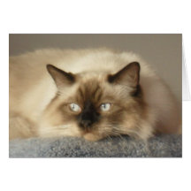 Gatinho de Ragdoll Cartão