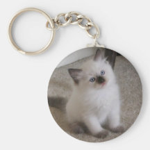 Gatinho de Ragdoll Chaveiro