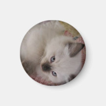 Gatinho de Ragdoll Ima De Geladeira