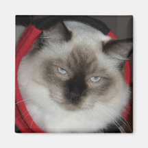 Gatinho de Ragdoll Imas