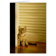 Gatinho do gato malhado cartão