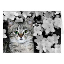 Gatinho do gato malhado nas azáleas cartão