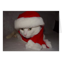 Gatinho do Natal Cartoes