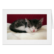 Gatinho do tempo da fralda cartoes