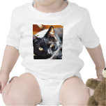 Gatinho dos gatinhos dos gatos babadores