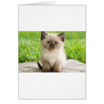 Gatinho inocente de Ragdoll Cartao