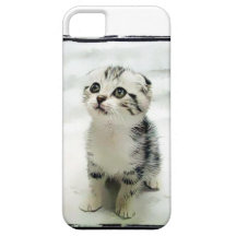 Gatinho iPhone 5 Capa