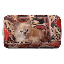 Gatinho pequeno bonito capa blackberry