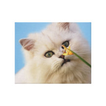 Gatinho pequeno bonito impressão em canvas