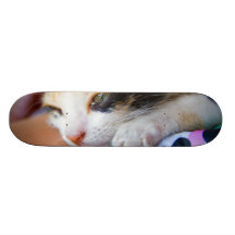 Gatinho sonolento da chita skate