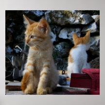 Gatinhos bonitos posters