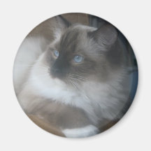 Gato bonito de Ragdoll Hymalayan que olha fora Imas De Geladeira