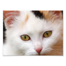 Gato branco impressão fotográficas