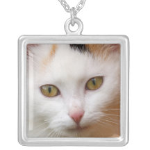 Gato branco colares personalizados
