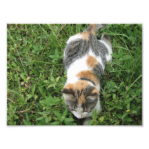 Gato de chita arte de fotos