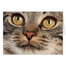 Gato de gato malhado de olhos bem abertos cartões