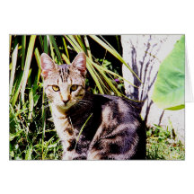 Gato de gato malhado no jardim cartao