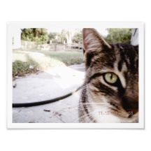 Gato malhado Un-nomeado foto "compartimento "
