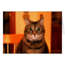 Gato na cozinha (cartões)
