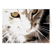 gato no sol cartao