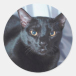 Gato preto 1 da pedigree adesivos