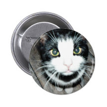 Gato preto e branco botons