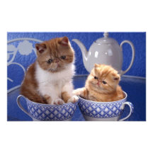 gatos foto