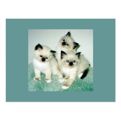 Gatos Cartoes Postais