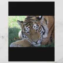 GATOS GRANDES de ANIMAIS SELVAGENS da Tigre-dormir Panfleto